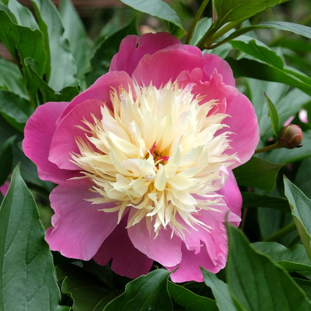 Pivoine lactiflora Bowl of Beauty