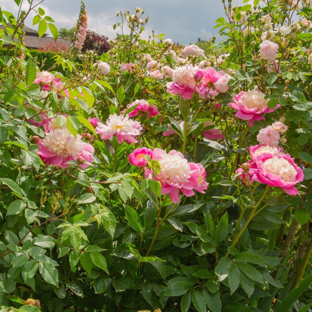 Pivoine lactiflora Bowl of Beauty