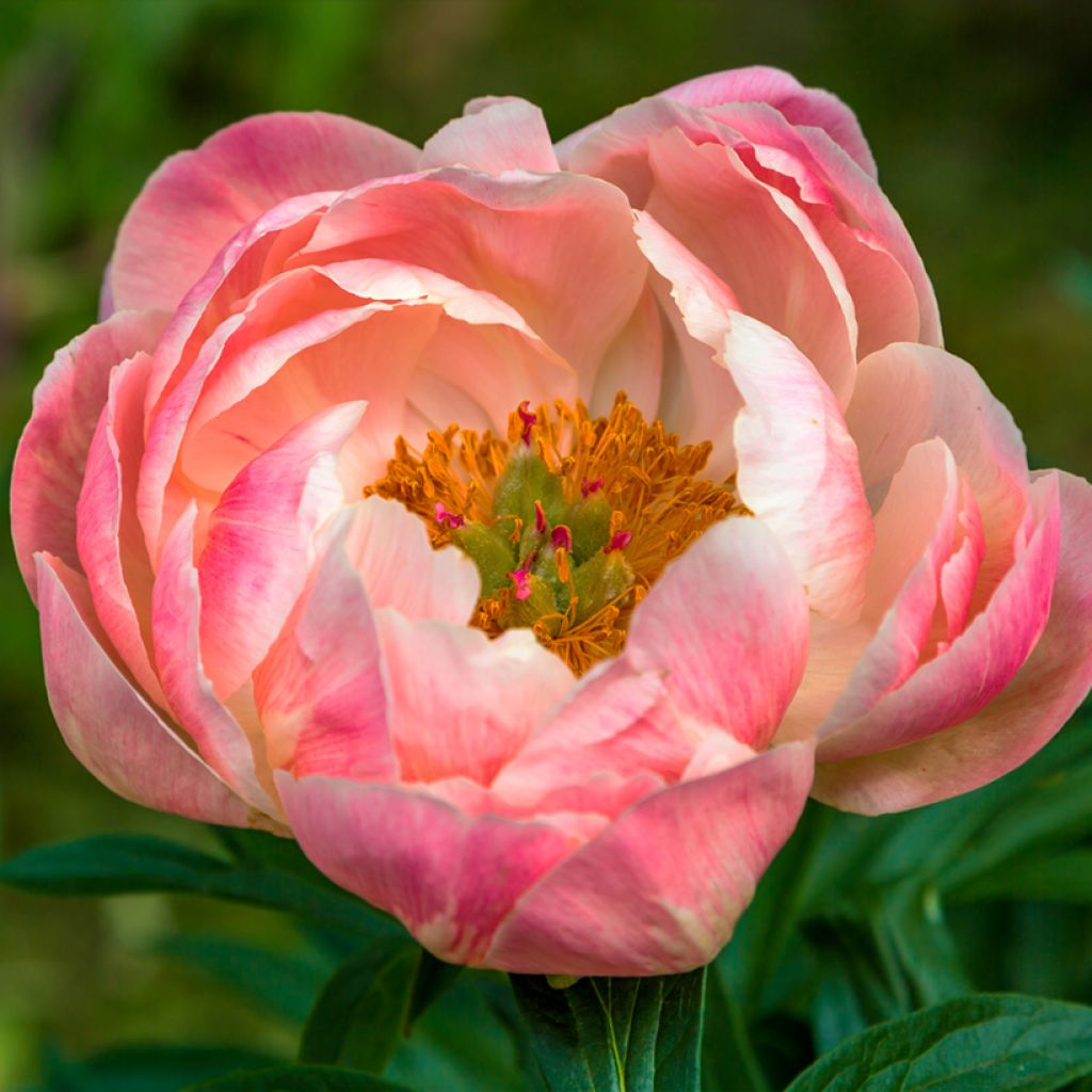 Pivoine lactiflora Coral Charm
