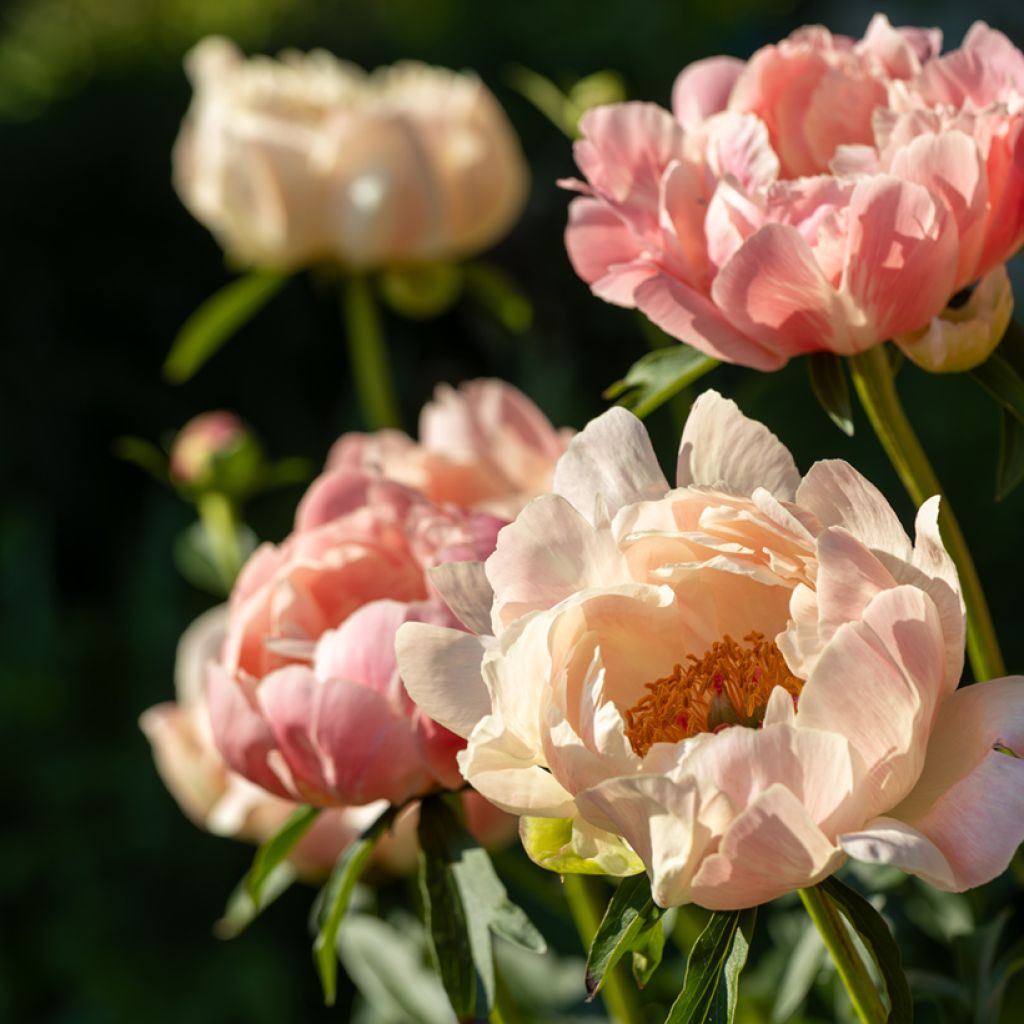 Pivoine lactiflora Coral Charm