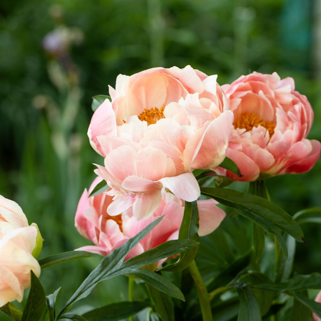 Pivoine lactiflora Coral Charm