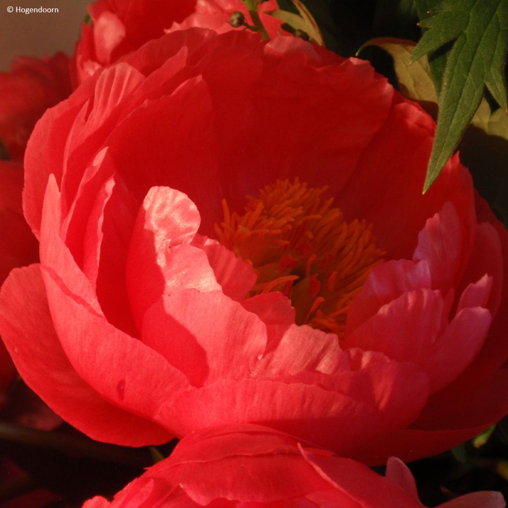 Pivoine lactiflora Cytherea