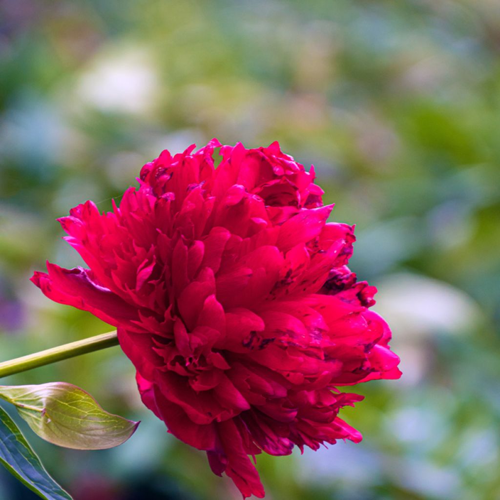 Pivoine lactiflora Diana Parks