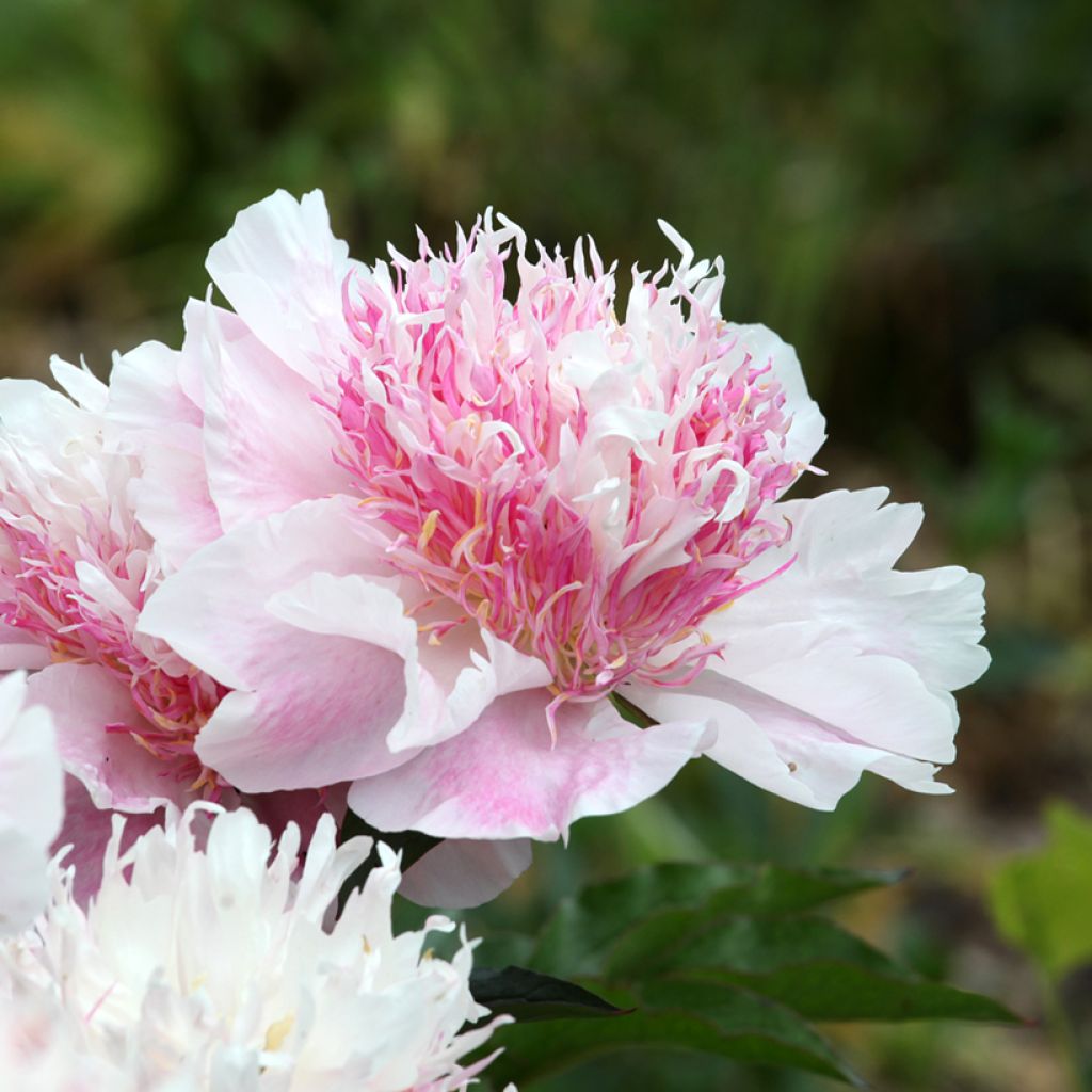Pivoine lactiflora Do Tell