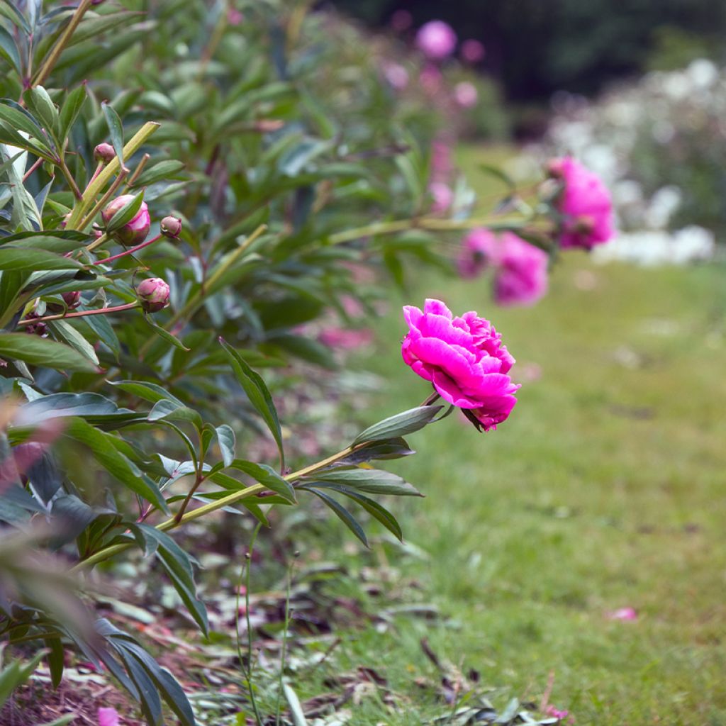 Pivoine lactiflora Dr Alexander Fleming