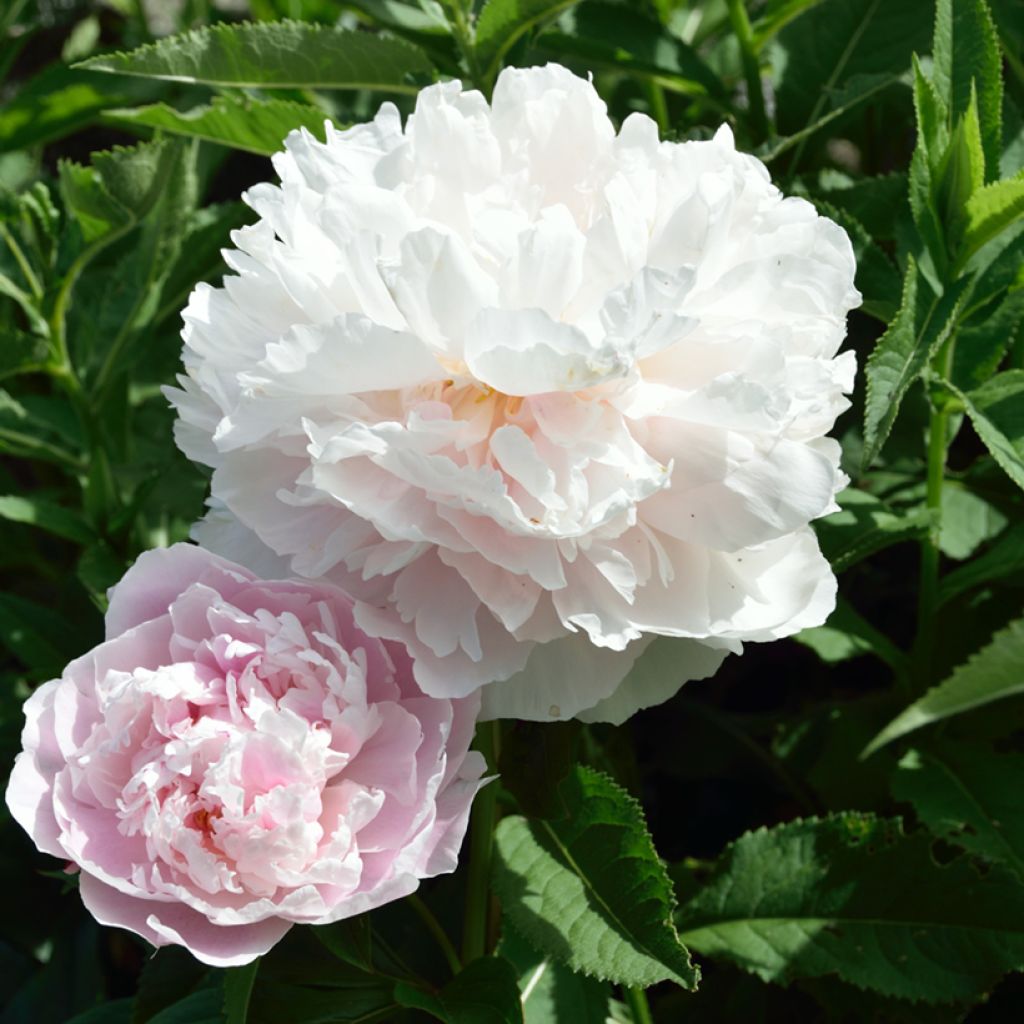Pivoine lactiflora Fleur de Pêcher