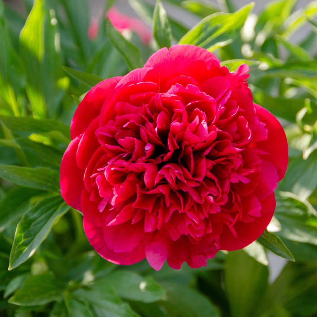 Pivoine lactiflora Kansas