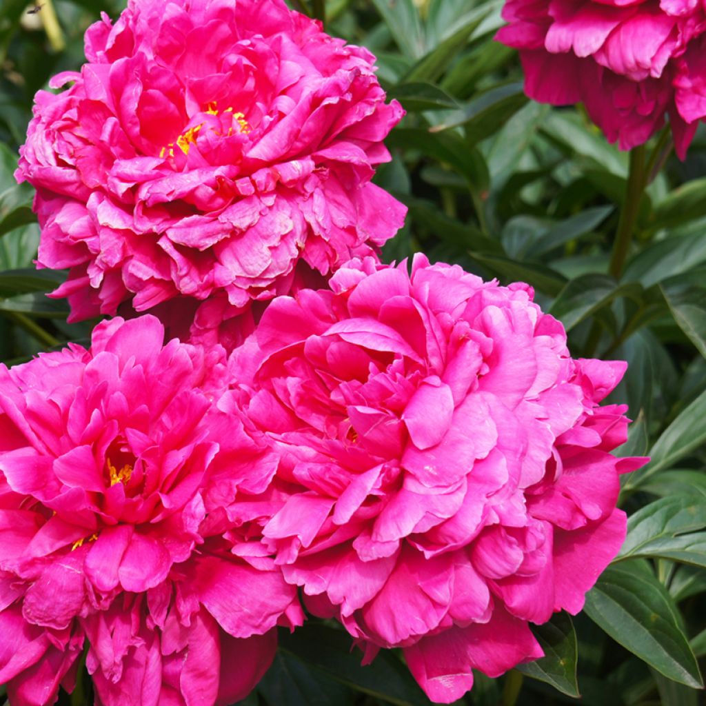 Pivoine lactiflora Kansas