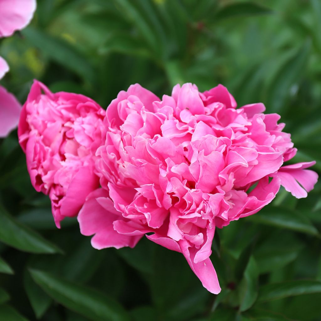 Pivoine lactiflora Karl Rosenfield