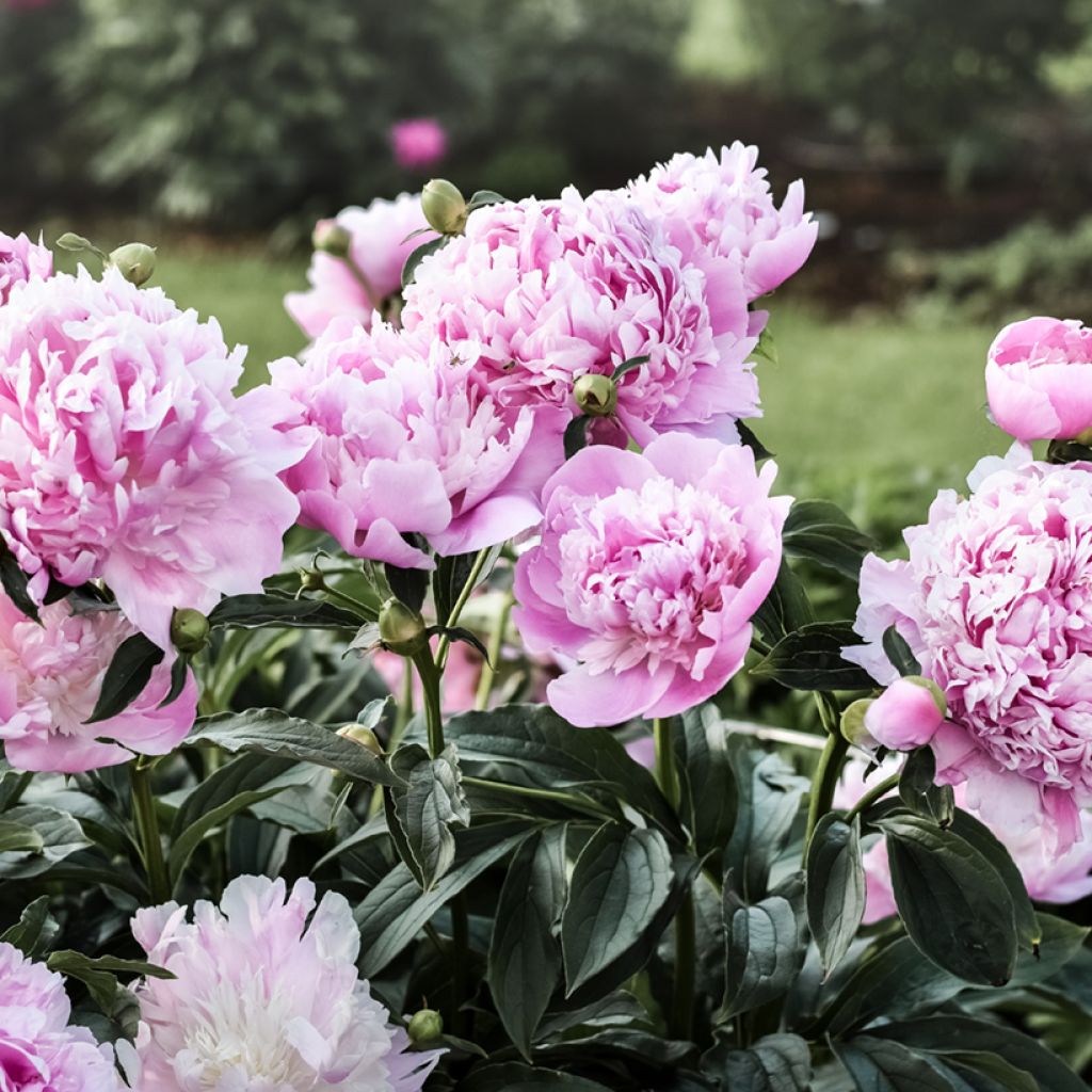 Pivoine lactiflora Monsieur Jules Elie