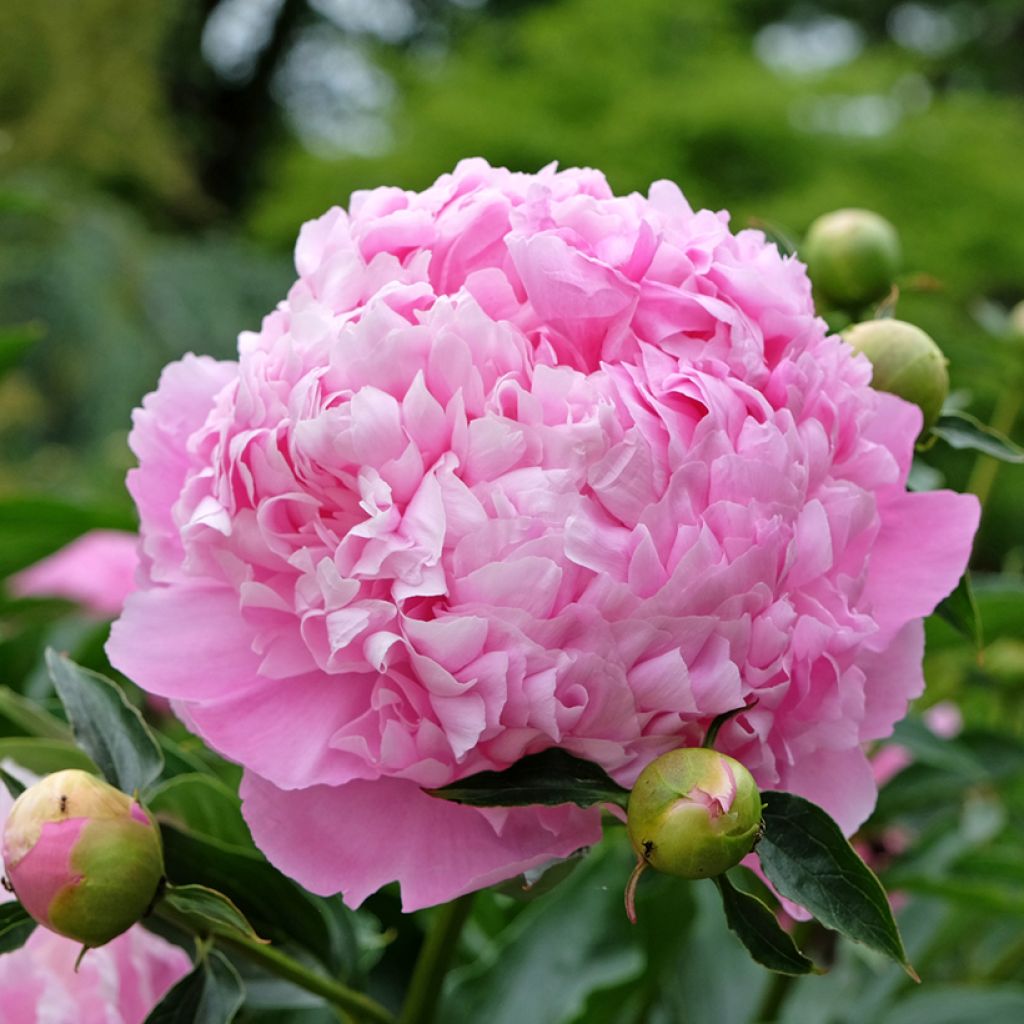 Pivoine lactiflora Monsieur Jules Elie