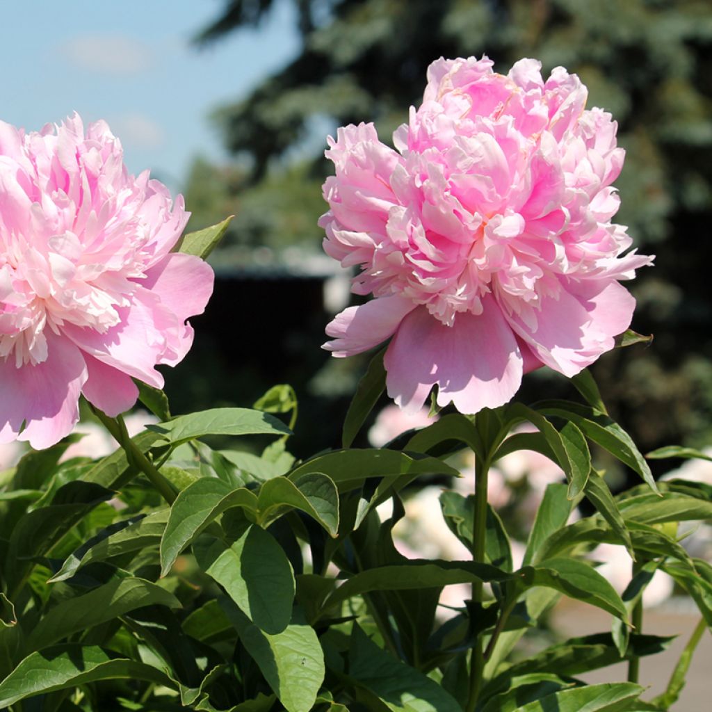 Pivoine lactiflora Monsieur Jules Elie