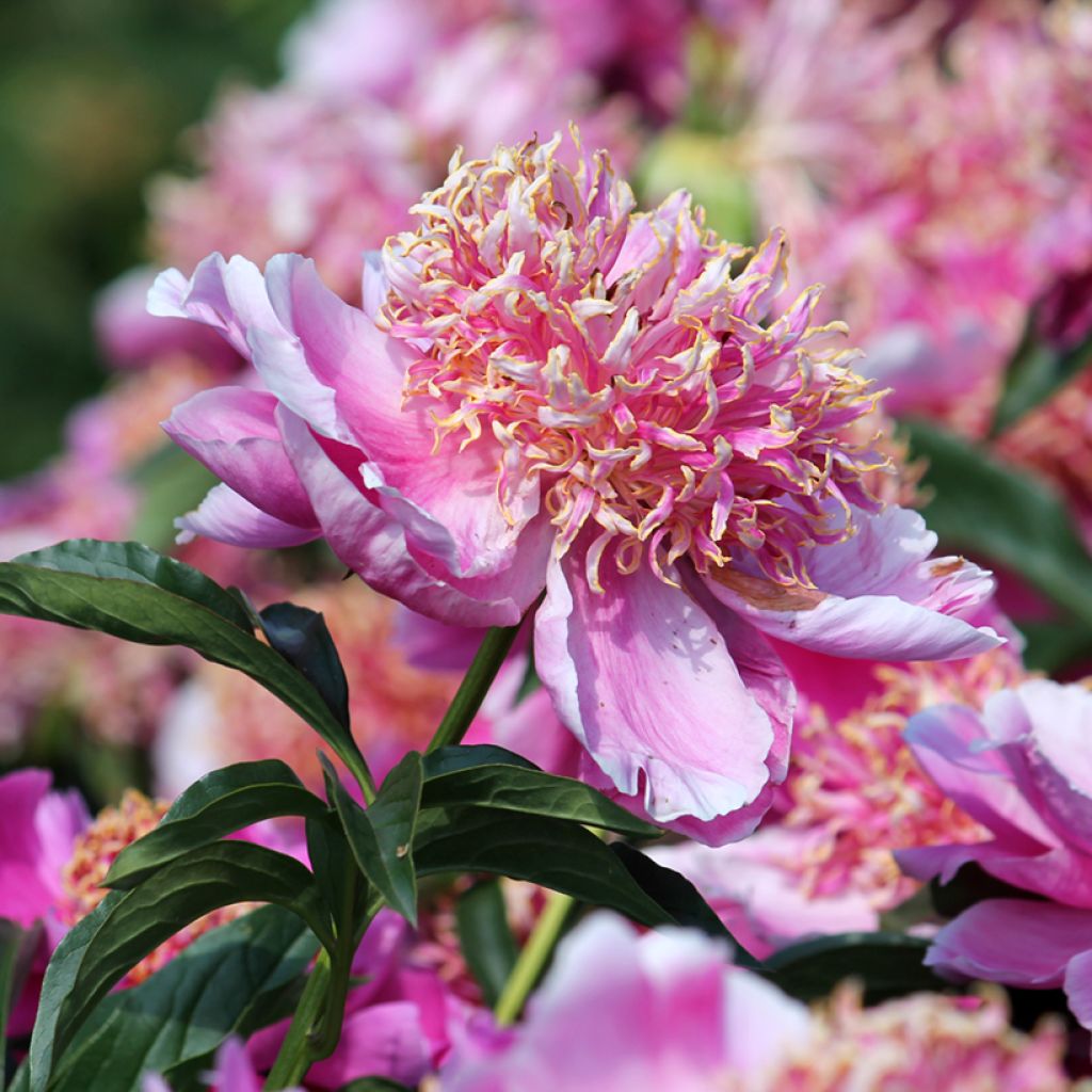 Pivoine lactiflora Neon