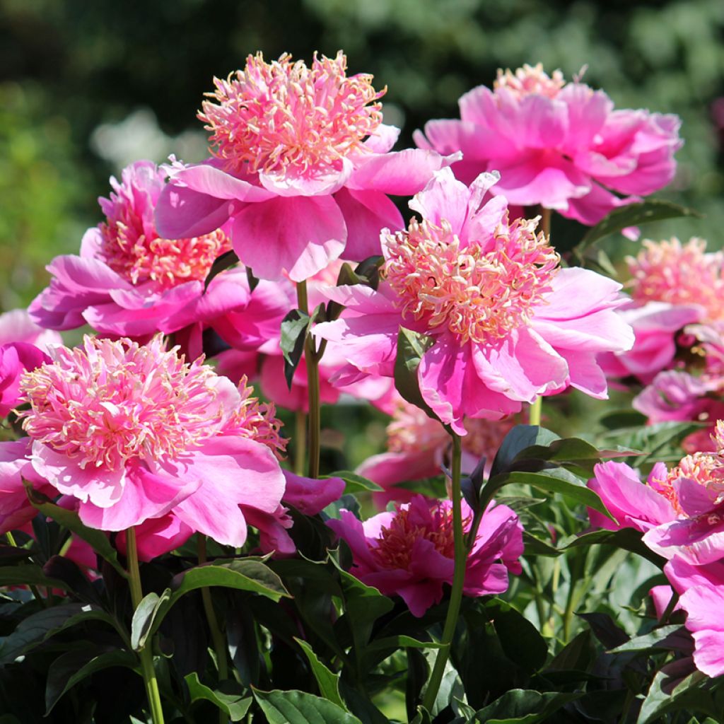 Pivoine lactiflora Neon