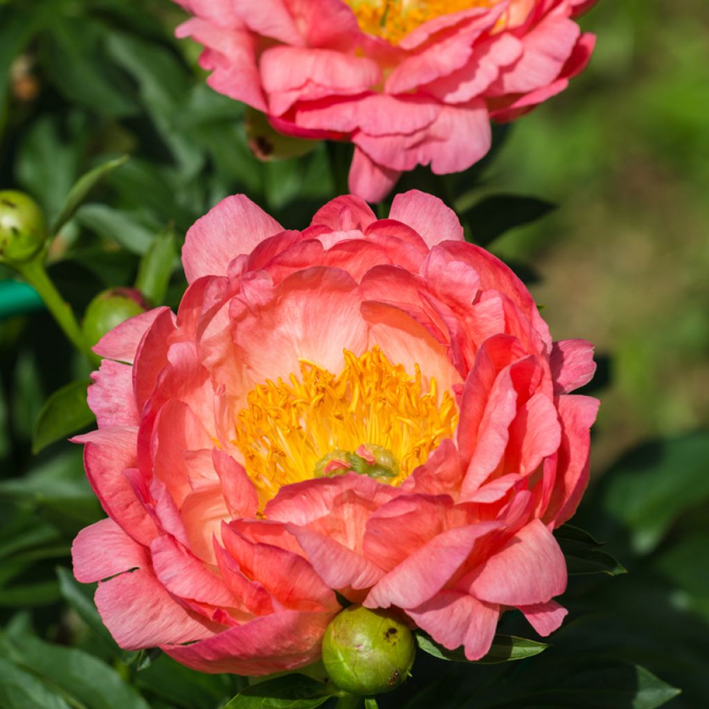 Pivoine lactiflora Pink Hawaiian Coral