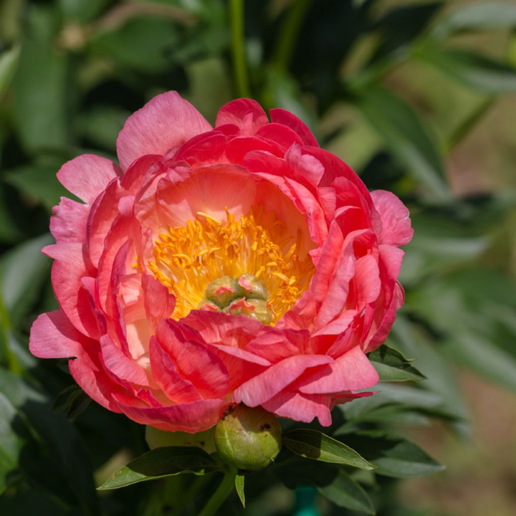 Pivoine lactiflora Pink Hawaiian Coral
