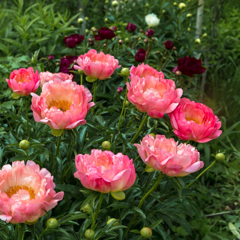 Pivoine lactiflora Pink Hawaiian Coral