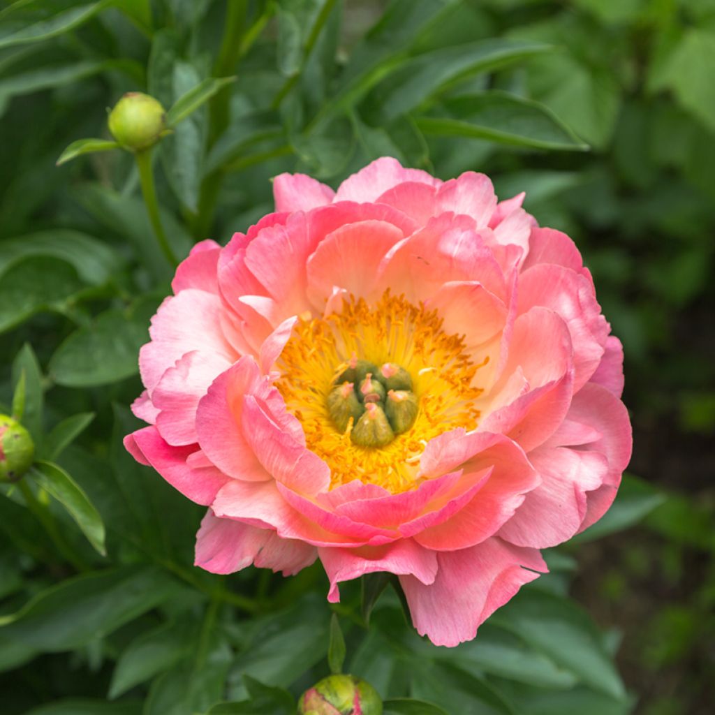 Pivoine lactiflora Pink Hawaiian Coral