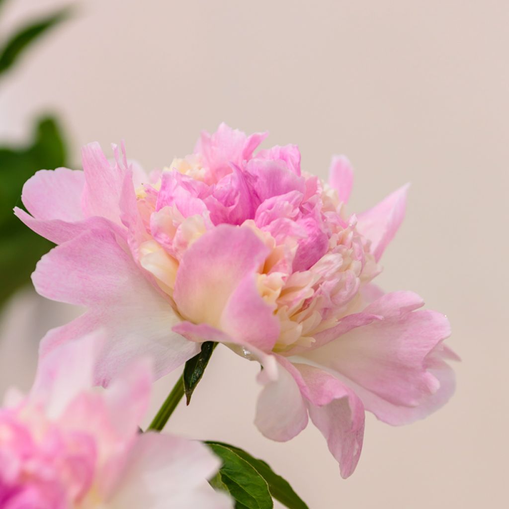 Pivoine lactiflora Raspberry Sunday 