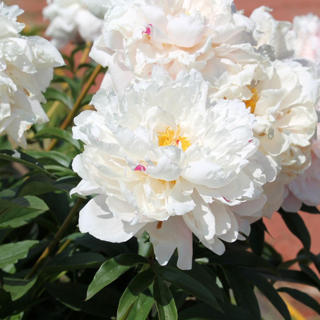 Pivoine lactiflora Reine Hortense