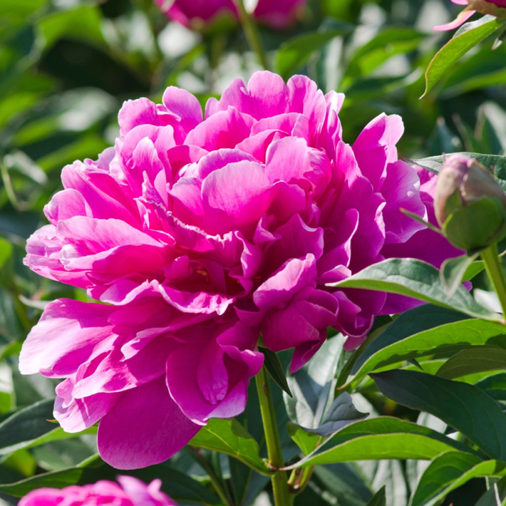 Pivoine lactiflora Sarah Bernhardt