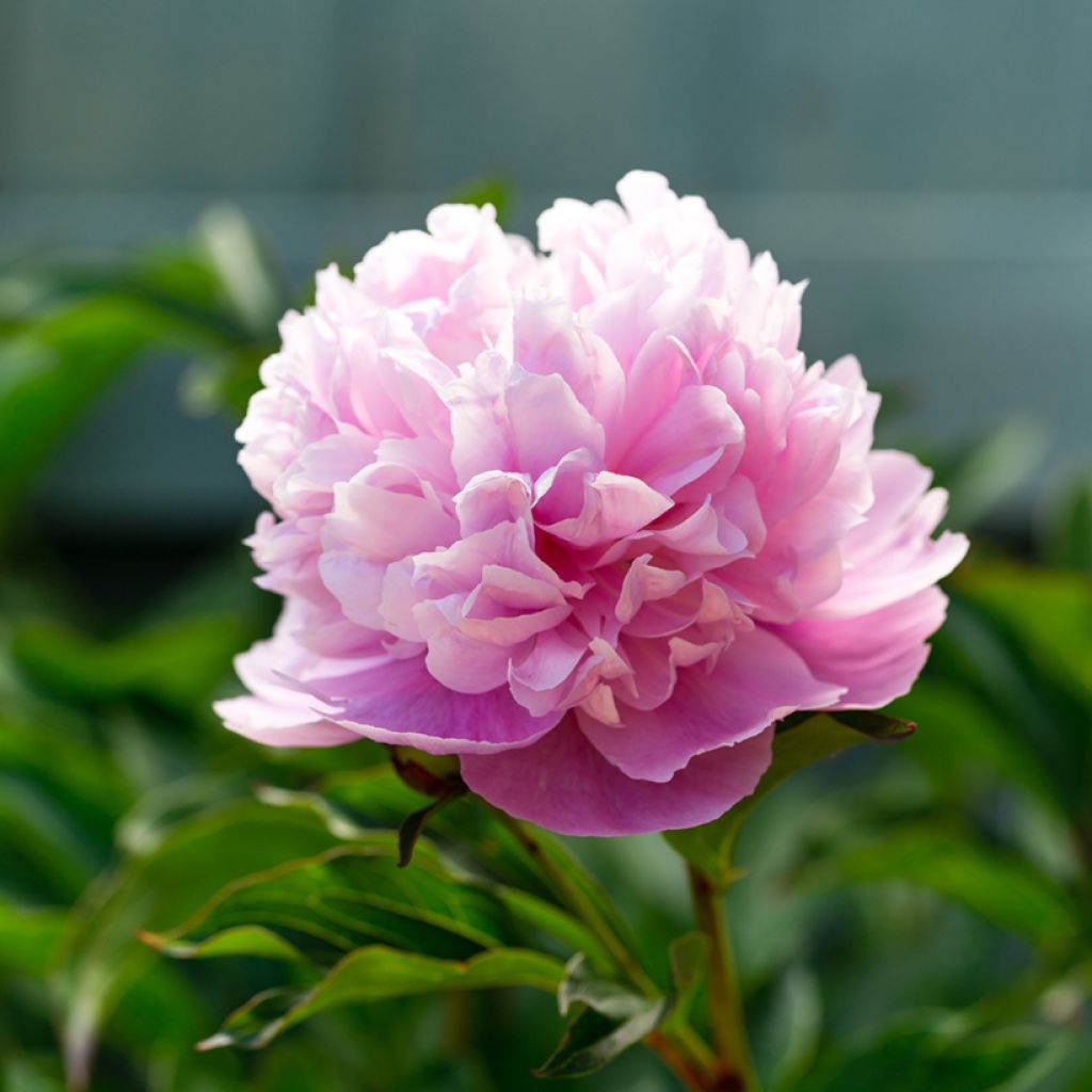 Pivoine lactiflora Sarah Bernhardt
