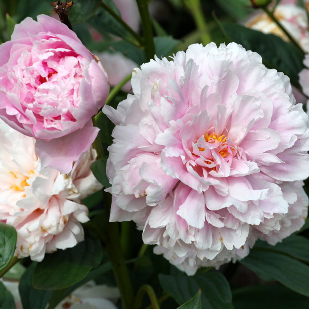 Pivoine lactiflora Sarah Bernhardt