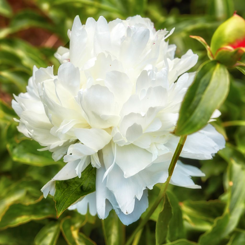 Pivoine lactiflora Shirley Temple