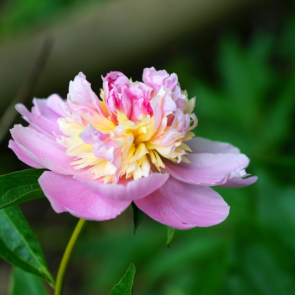 Pivoine lactiflora Sorbet