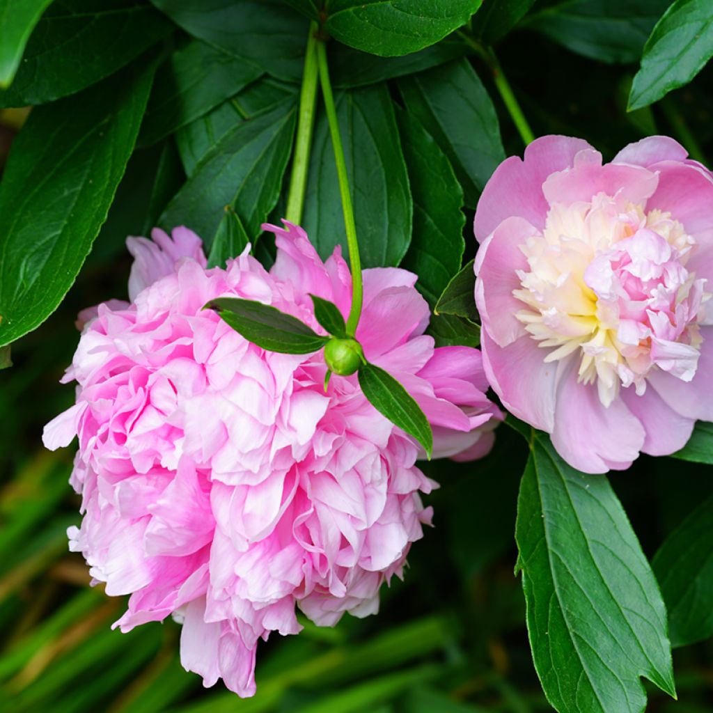 Pivoine lactiflora Sorbet