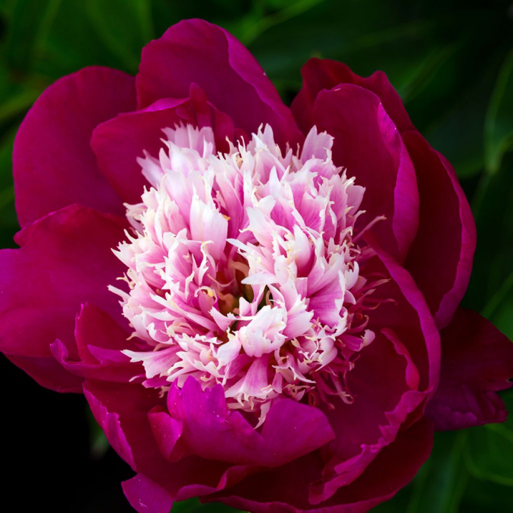 Pivoine lactiflora Tom Cat