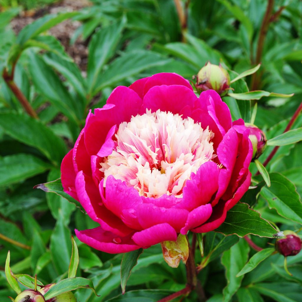 Pivoine lactiflora Tom Cat
