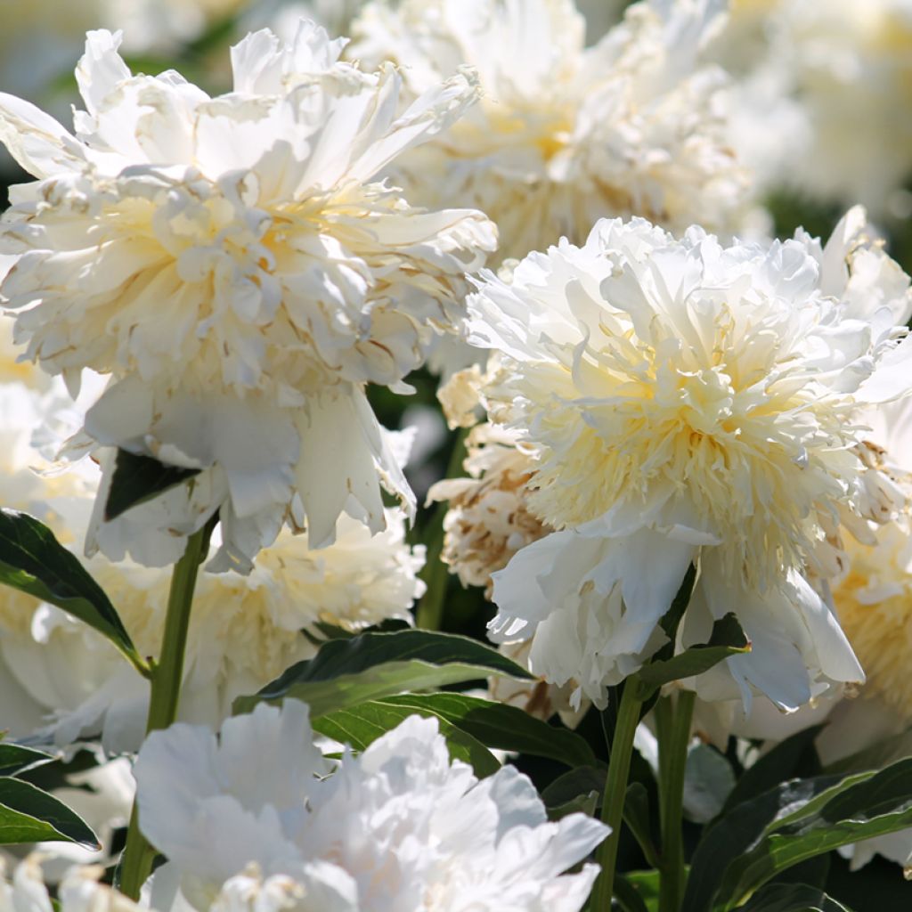 Pivoine lactiflora Top Brass