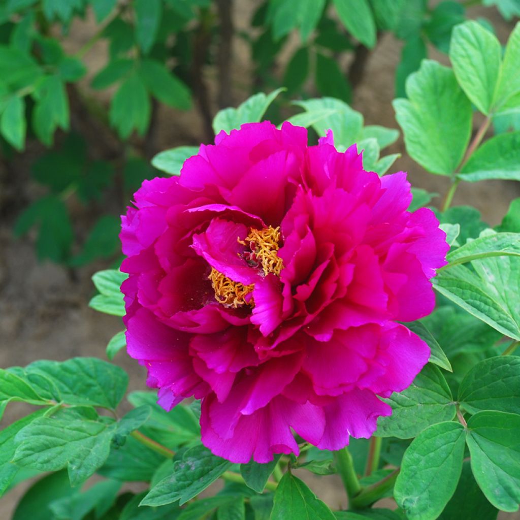 Pivoine arbustive Tong Yun (Valentine) - Paeonia suffruticosa