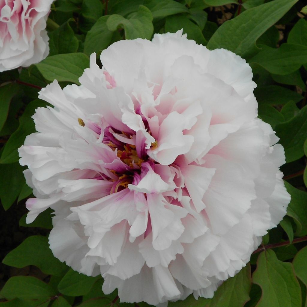 Pivoine arbustive Xue Ying Tao Hua (Peachy Snow) - Paeonia suffruticosa