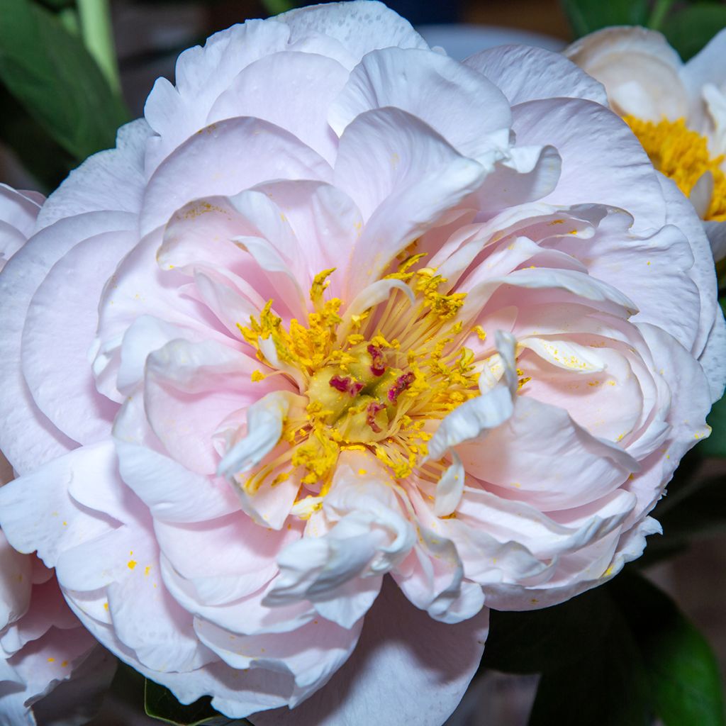 Pivoine Blushing Princess