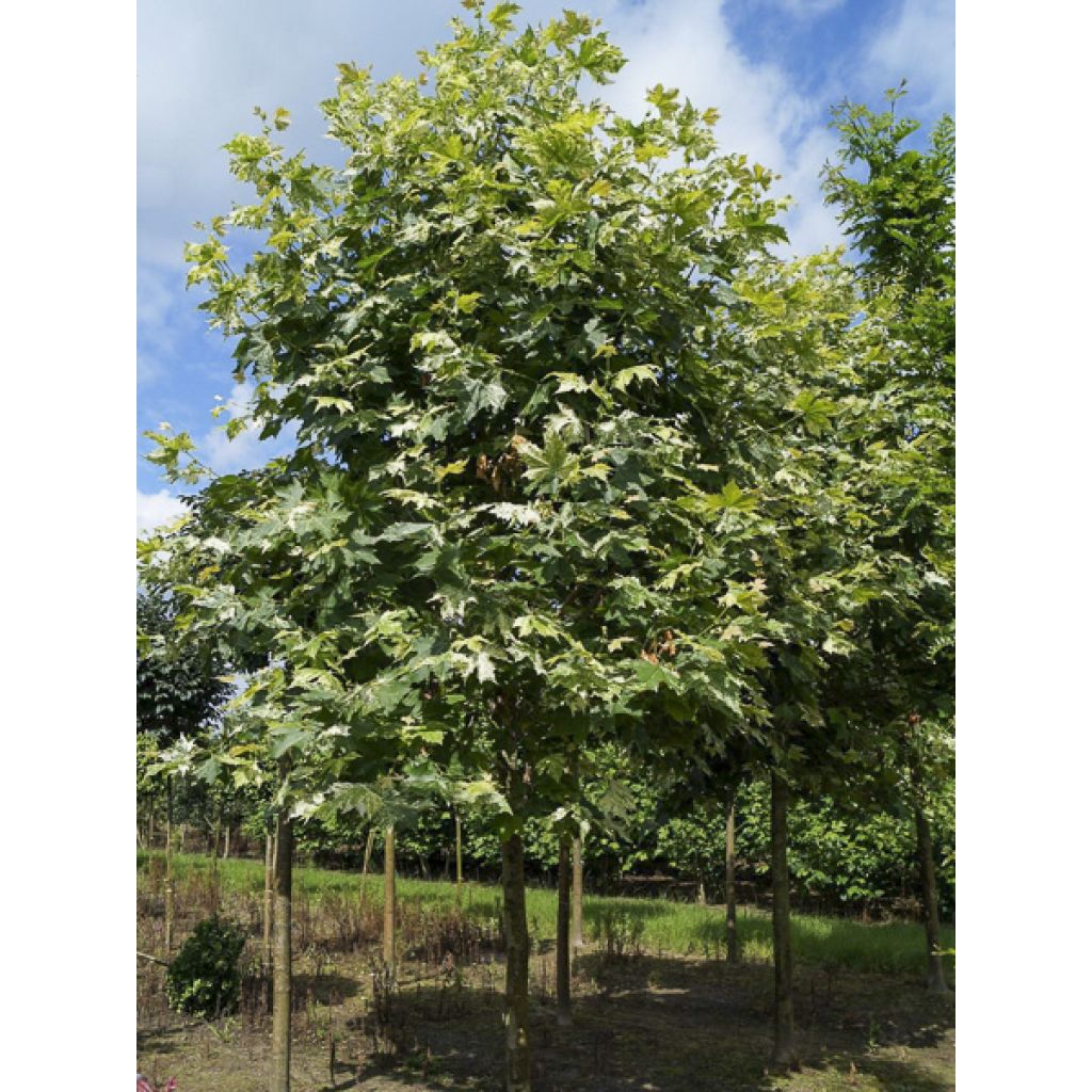 Platanus hispanica Suttneri - Gewone plataan