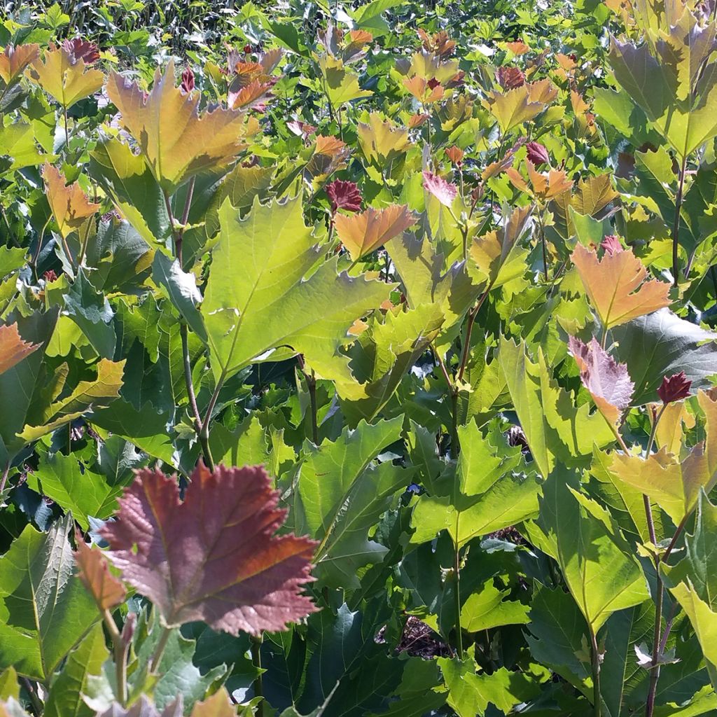 Plátano Spartan - Platanus × hispanica