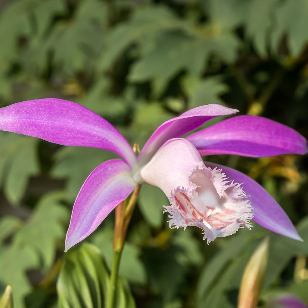 Pleione formosana - Orchidée de Formose terrestre