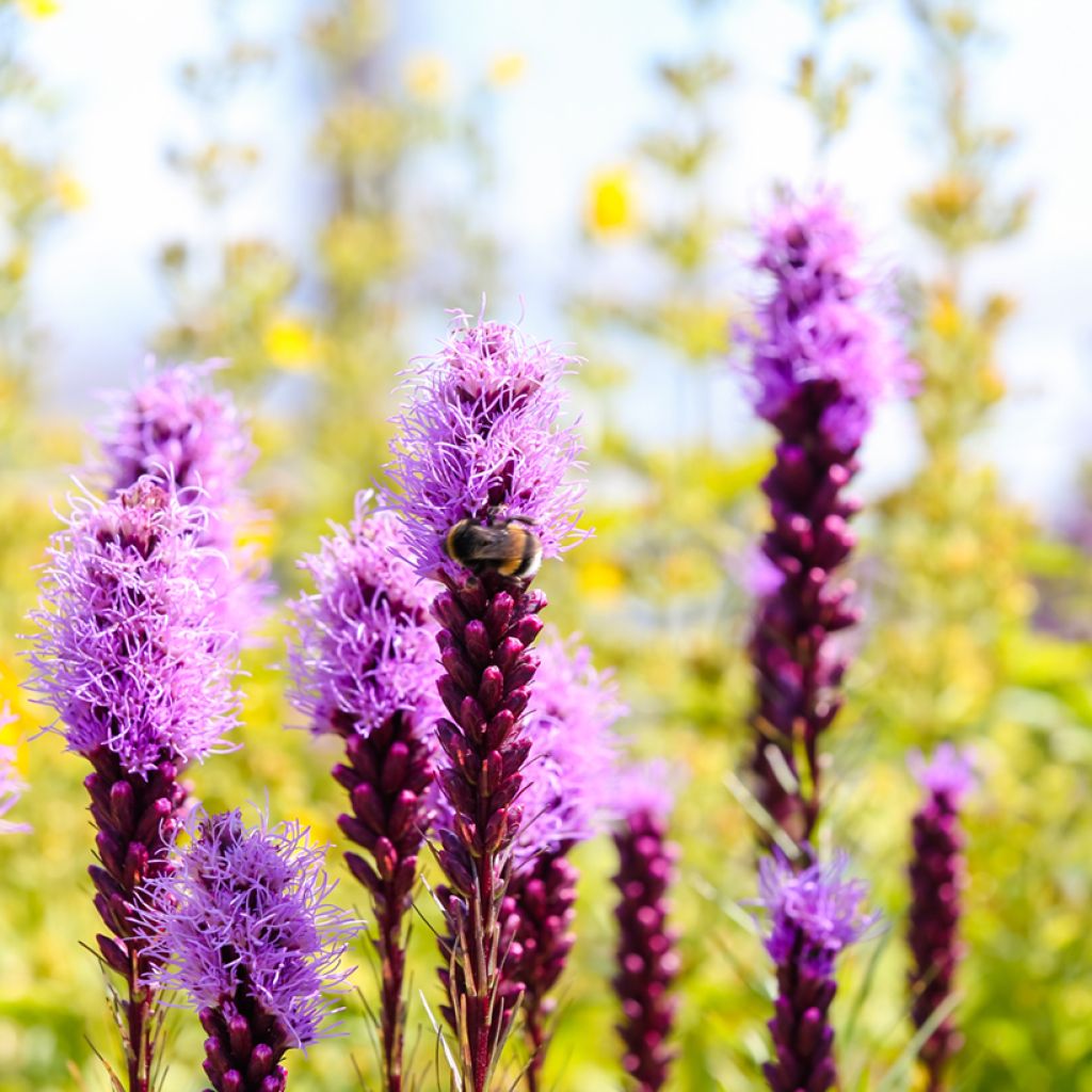 Plume du Kansas ou Liatris spicata Kobold