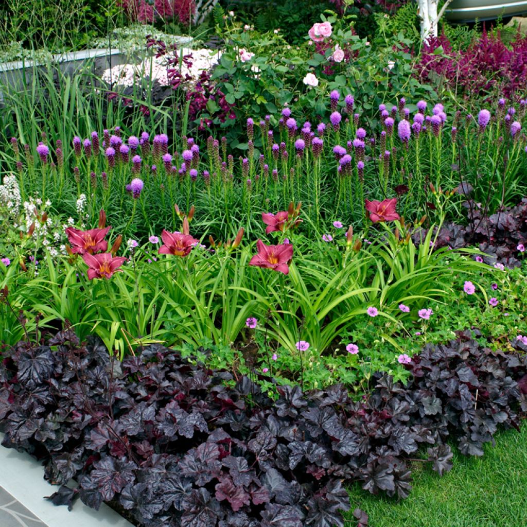 Liatris spicata Kobold