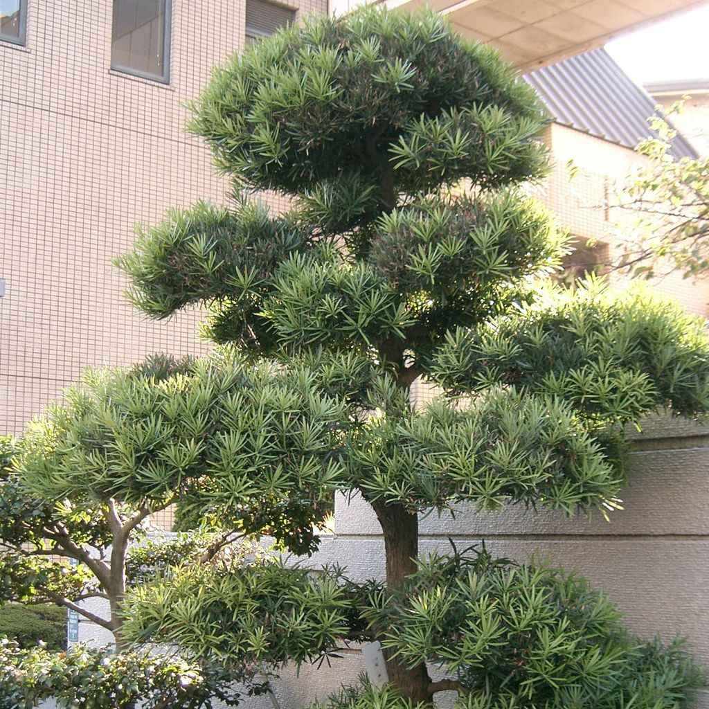 Podocarpus macrophyllus - Pin des bouddhistes