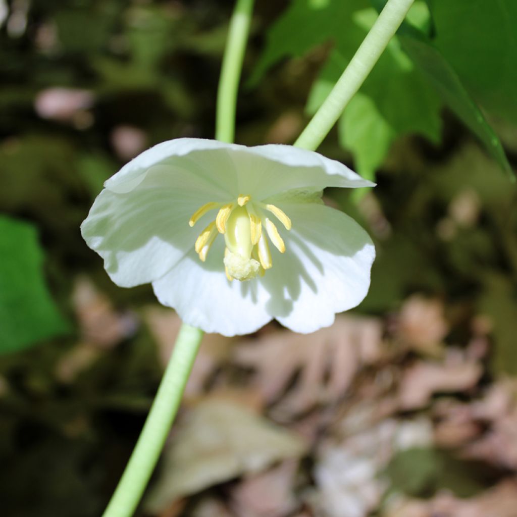 Podophyllum peltatum