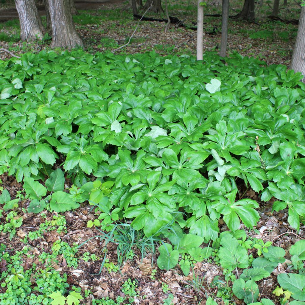 Podophyllum peltatum