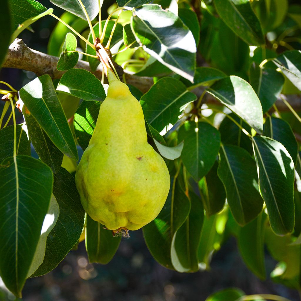 Poirier chinois Early Shu - Pyrus bretschneideri