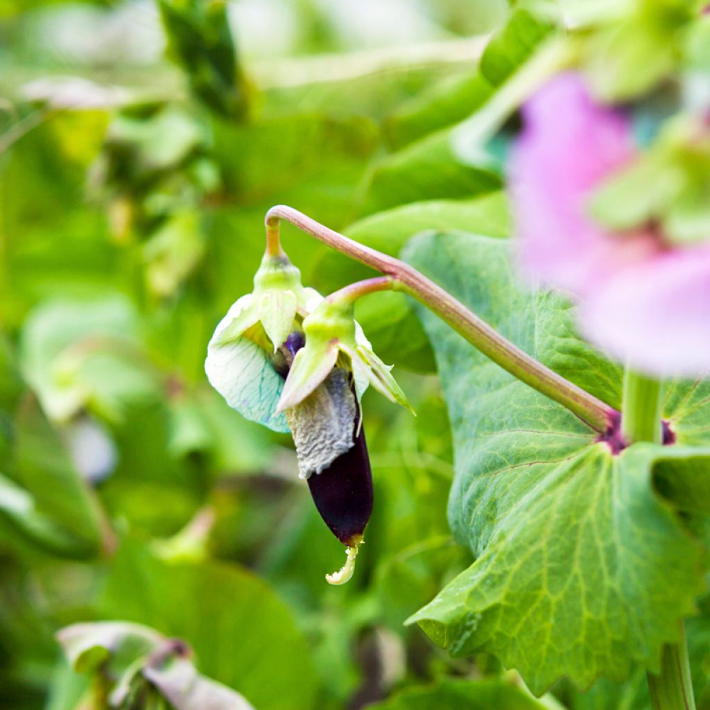 Pois à rames Blauwschokker à cosses violettes - Pisum sativum