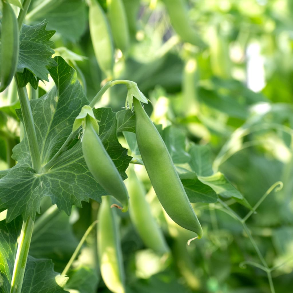 Pois nain Cash à graines ridés - Pisum sativum