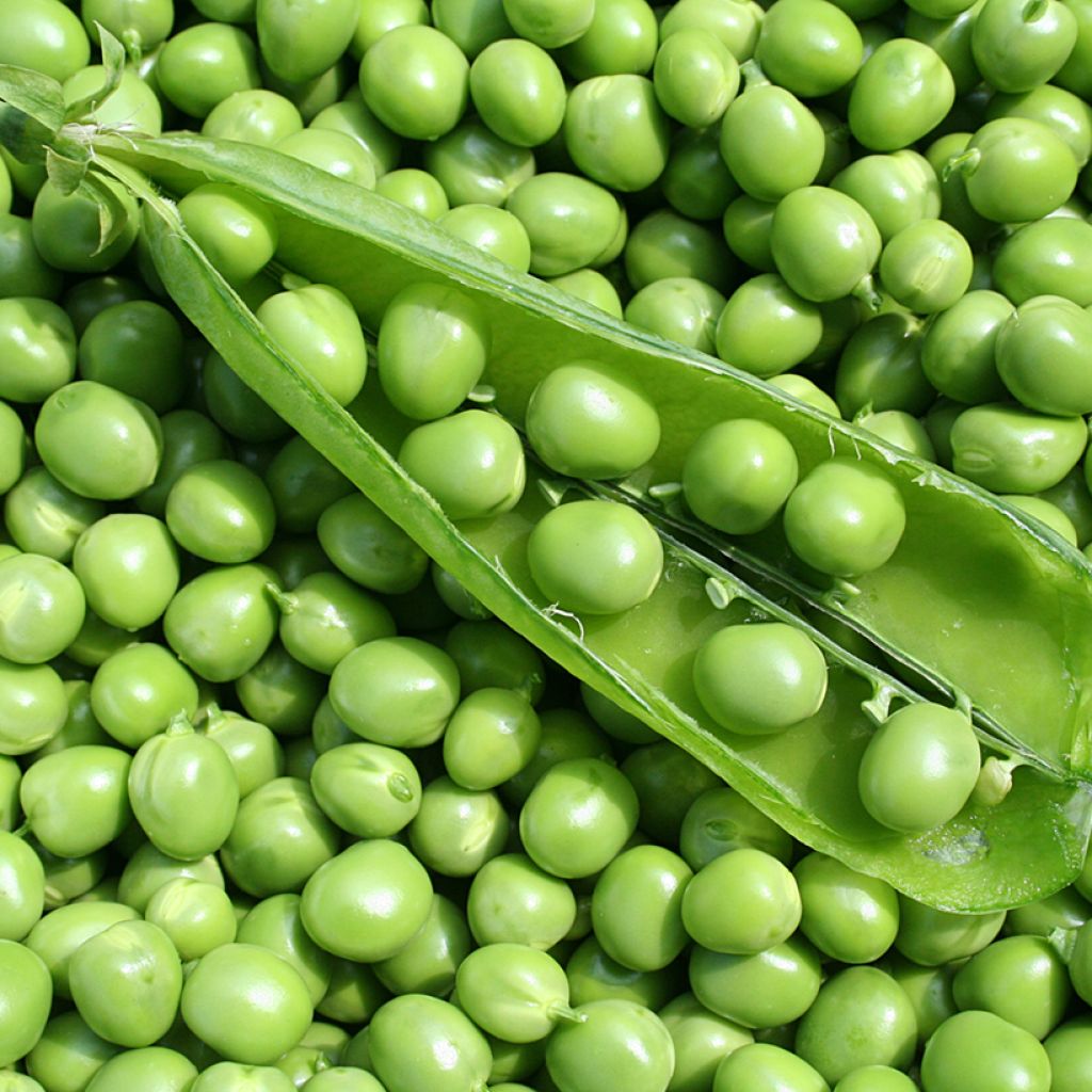 Pois nain Précovil à grain rond (Création Vilmorin) - Vilmorin