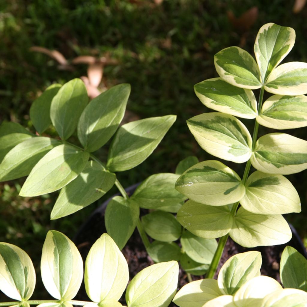 Polemonium Halfway to Paradise - Valériane grecque Halfway to Paradise
