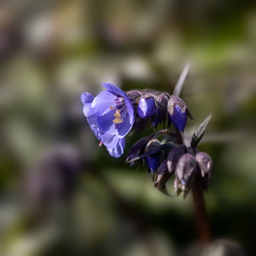 Polemonium hybride Heaven Scent - Valériane grecque